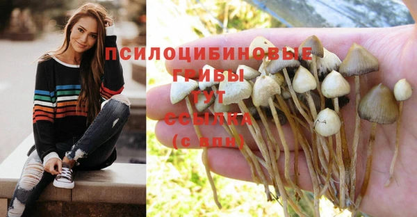 гашик Алексин